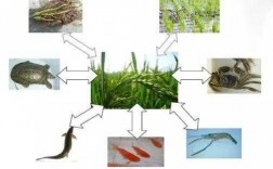 稻田种植科技知识点归纳（当前稻田综合种养存在的科技问题有哪些?）