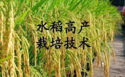 稻田种植科技知识大全（稻田种植科技知识大全图片）