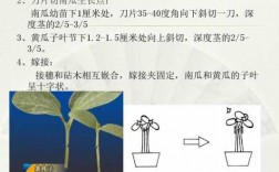 蔬菜嫁接科技知识点汇总（蔬菜嫁接科技知识点汇总图）