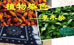 植物染色科技知识培训课件（植物染色实验报告）