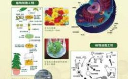 生物科技知识（生物科技内容）