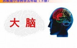 大脑里有什么科技知识呢（大脑的科学叫法）