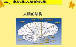 人脑结构科技知识点（人脑结构ppt）