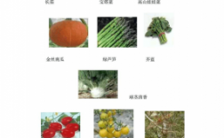 蔬菜保存科技知识点大全（蔬菜保存科技知识点大全图片）