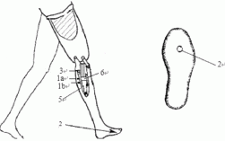 假肢腿机械科技知识（假肢腿机构运动简图）