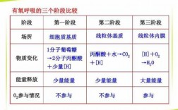 有氧呼吸科技知识竞赛（有氧呼吸课程）