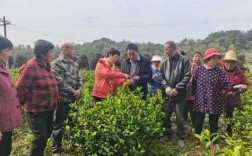 茶叶种植黑科技知识讲座（茶叶种植技术指导方案）