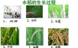 水稻最新科技知识大全图片（水稻科普知识）