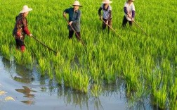 农业除草科技知识大全（农业除草技术）