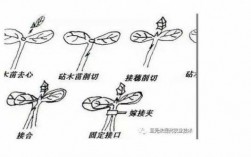 蔬菜嫁接科技知识点归纳（蔬菜嫁接技术有哪些类型）