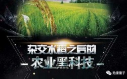 水稻种植黑科技知识点总结（水稻种植黑科技知识点总结图）