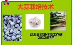 大蒜种植科技知识宣传图片（大蒜种植科技知识宣传图片高清）