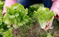 种植生菜科技知识培训总结（蔬菜技术种植培训总结报告）