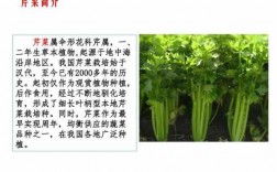 农业科技知识芹菜管理技术（芹菜的管理技术）