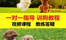 训练幼犬科技知识视频（幼犬训练视频教程）