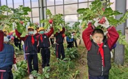 小学农业科技知识（小学农业科普活动有哪些）