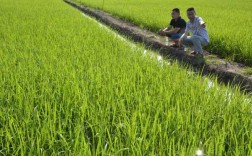 稻田种植科技知识大全视频（稻田种植科技知识大全视频讲解）