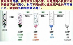 关于细胞分离的高科技知识（细胞分离有什么用）