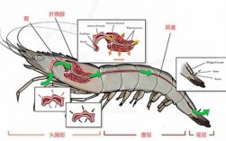 关于虾的科技知识大全（虾的科学知识）