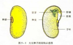 大豆种子的科技知识有哪些（大豆种子的内部结构图）