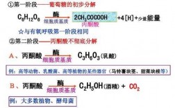 什么是细胞呼吸科技知识（什么是细胞呼吸?简述其过程）