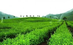 茶叶种植黑科技知识大全（茶叶种植新技术）