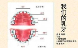 牙齿的最新科技知识点图片（牙齿的信息）