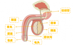 生殖科技知识大全（生殖科普）