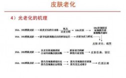 护肤品抗衰科技知识点图（护肤品抗衰老的原理是什么）