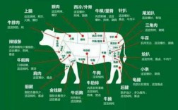 牛肉制作科技知识点总结（牛肉制造）