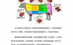 牛排中的科技知识点（牛排中的科技知识点是什么）