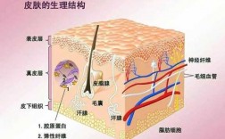 进入真皮层的科技知识（进入真皮层的科技知识是什么）