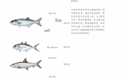 鱼科技知识（鱼类科学）