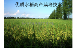 水稻种植黑科技知识宣传（水稻种植新技术）