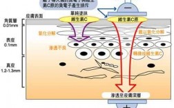 进入真皮层的科技知识有哪些（进入真皮层的科技知识有哪些呢）