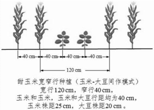 玉米种植科技知识点归纳（玉米种植科技知识点归纳图片）-图3