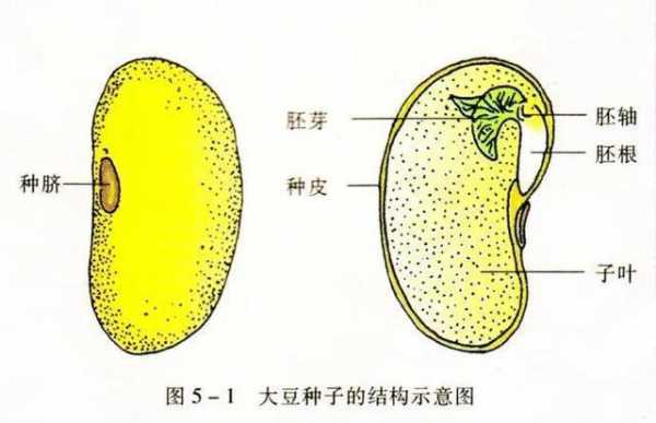 大豆种子的科技知识（大豆种子包括什么）-图1