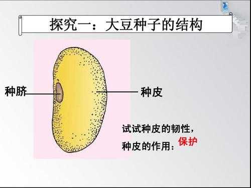 大豆种子的科技知识（大豆种子包括什么）-图3