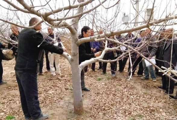 果树修剪高科技知识培训（果树修剪技术服务信息）-图2