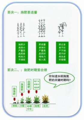 种菜施肥科技知识文案简短（蔬菜科学施肥技术）-图1