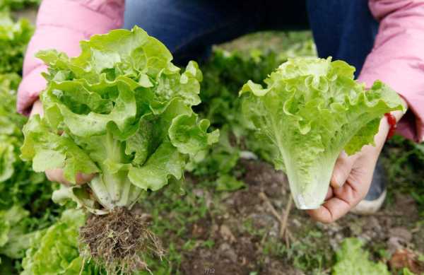 种植生菜科技知识培训总结（蔬菜技术种植培训总结报告）-图1