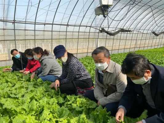 种植生菜科技知识培训总结（蔬菜技术种植培训总结报告）-图3