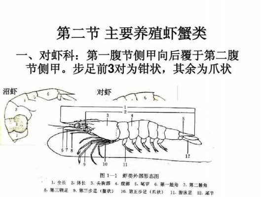 关于虾的科技知识资料大全（关于虾的相关资料）-图2