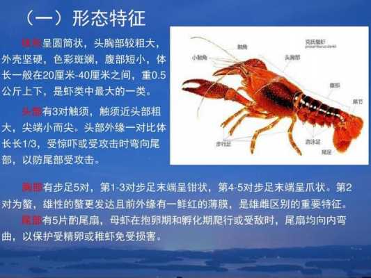 关于虾的科技知识资料大全（关于虾的相关资料）-图1