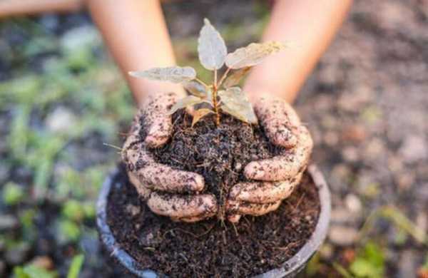 土壤种植科技知识大全视频（土壤种植科技知识大全视频播放）-图2