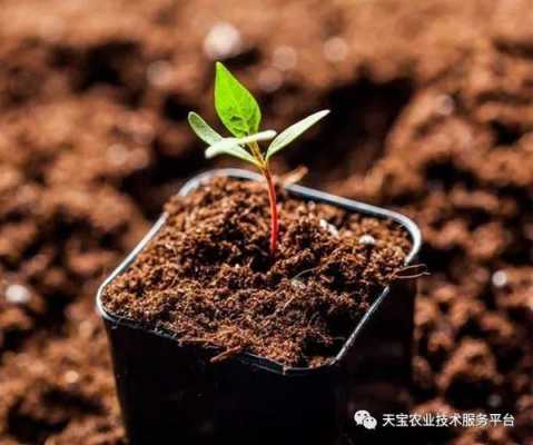 土壤种植科技知识大全视频（土壤种植科技知识大全视频播放）-图3