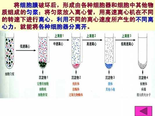 关于细胞分离的高科技知识（细胞分离有什么用）-图1