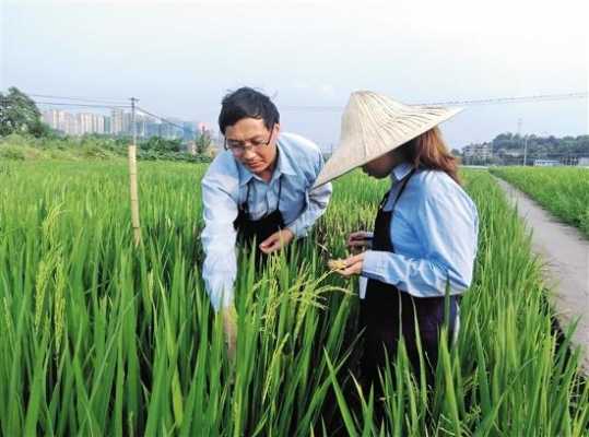 稻田种植科技知识点总结（稻田种植科技知识点总结图片）-图1