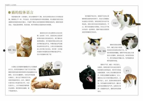 养猫必备科技知识大全图片（养猫知识大全 书）-图2