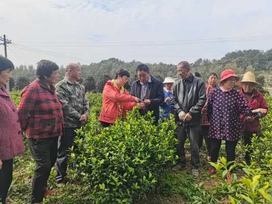 茶叶种植黑科技知识讲座（茶叶种植技术指导方案）-图1